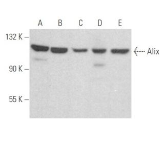 Alix Antibody (C-11) - Western Blotting - Image 354620 