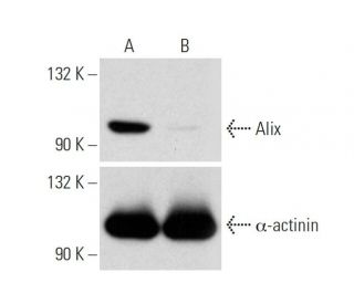 Alix Antibody (1A12) - Western Blotting - Image 317926