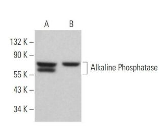 Alkaline Phosphatase Antibody (A-10) - Western Blotting - Image 361524 