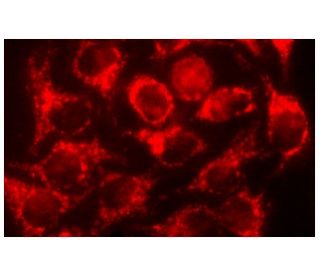 TNAP Antibody (D-3) - Immunofluorescence - Image 135291 