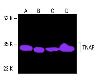 TNAP Antibody (D-3) - Western Blotting - Image 415797 
