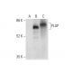 Alkaline Phosphatase Antibody (G-9) - Western Blotting - Image 304500 