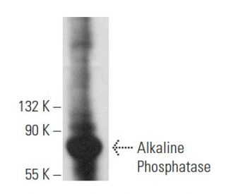 Alkaline Phosphatase Antibody (G-9) - Western Blotting - Image 357692 