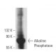 Alkaline Phosphatase Antibody (G-9) - Western Blotting - Image 357692 