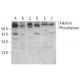 Alkaline Phosphatase Antibody (G-9) - Western Blotting - Image 378530