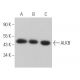 ALKB Antibody (F-4) - Western Blotting - Image 367715