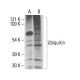ALLN: sc-221236. Western blot analysis of Ubiquitin expression in control Jurkat cells (A) and Jurkat cells treated with t 