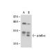 ALLN: sc-221236. Western blot analysis of phosphorylated-IκB-α expression in Jurkat (A) and TNFα /ALLN-t