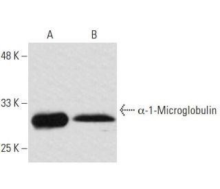 &alpha;-1-Microglobulin Antibody (10A12) - Western Blotting - Image 62784