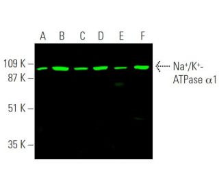 alpha 1 Sodium Potassium ATPase/ATP1A1 Antibody (C464.6) - Western Blotting - Image 372648