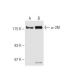 α-2M Antibody (9A3) - Western Blotting - Image 62792