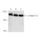 α-Adaptin 1/2 Antibody (100/2) - Western Blotting - Image 14626 