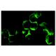 α-Adaptin 1/2 Antibody (AP.6) - Immunofluorescence - Image 10172