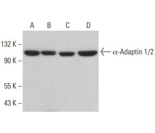 &alpha;-Adaptin 1/2 Antibody (C-8) - Western Blotting - Image 380871 