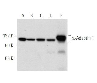&alpha;-Adaptin 1 Antibody (F-9) - Western Blotting - Image 300448 