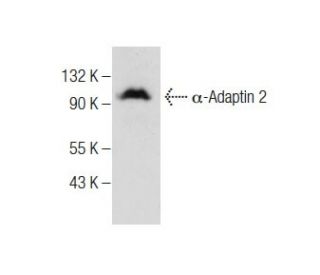 &alpha;-Adaptin 2 Antibody (A-8) - Western Blotting - Image 284414 