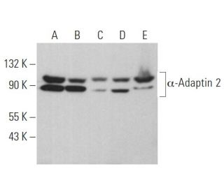 &alpha;-Adaptin 2 Antibody (A-8) - Western Blotting - Image 363430 