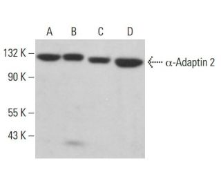 &alpha;-Adaptin 2 Antibody (F-12) - Western Blotting - Image 380812 
