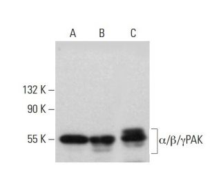 &alpha;/&beta;/&gamma;PAK Antibody (D-8) - Western Blotting - Image 381137 
