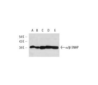&alpha;/&beta;-SNAP Antibody (G-3) - Western Blotting - Image 12613 