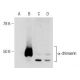 α-chimaerin Antibody (G-8) - Western Blotting - Image 146581 