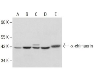&alpha;-chimaerin Antibody (G-8) - Western Blotting - Image 311907 