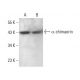 α-chimaerin Antibody (G-8) - Western Blotting - Image 376710