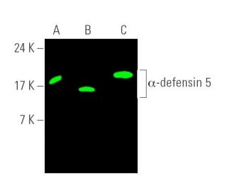 &alpha;-defensin 5 Antibody (8c8) - Western Blotting - Image 389919 