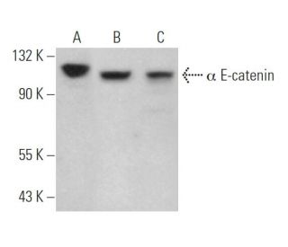 &alpha; E-catenin Antibody (1G5) - Western Blotting - Image 362059 