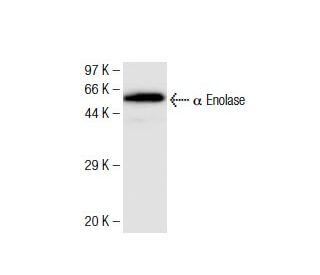 &alpha; Enolase Antibody (12) - Western Blotting - Image 136734