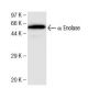 α Enolase Antibody (12) - Western Blotting - Image 136734