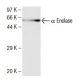 α Enolase Antibody (28) - Western Blotting - Image 136735