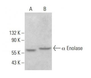 α Enolase Antibody (28) - Western Blotting - Image 378002 