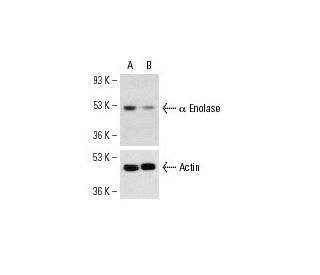 &alpha; Enolase siRNA (h): sc-35310. Western blot analysis of &alpha; Enolase expression in non-transfected control (A) an 