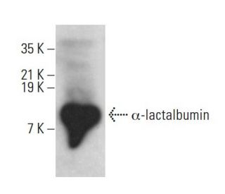 &alpha;-lactalbumin Antibody (A-2) - Western Blotting - Image 385206 