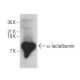 α-lactalbumin Antibody (A-2) - Western Blotting - Image 385206 