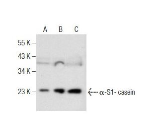 &alpha;-S1-casein Antibody (D-8) - Western Blotting - Image 160778 