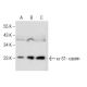 α-S1-casein Antibody (D-8) - Western Blotting - Image 160778 