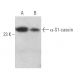 α-S1-casein Antibody (D-8) - Western Blotting - Image 366086
