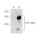 α-S1-casein Antibody (H-5) - Western Blotting - Image 146506
