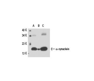 alpha Synuclein Antibody (LB 509) - Western Blotting - Image 15569 