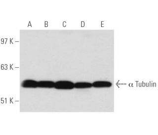 alpha Tubulin Antibody (10D8) - Western Blotting - Image 13952 