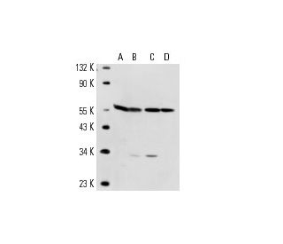 alpha Tubulin Antibody (4G1) - Western Blotting - Image 14699 