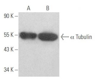 alpha Tubulin Antibody (6A204) - Western Blotting - Image 354099 