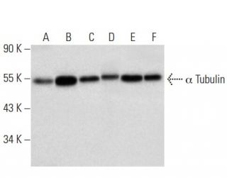 alpha Tubulin Antibody (A-6) - Western Blotting - Image 301351 
