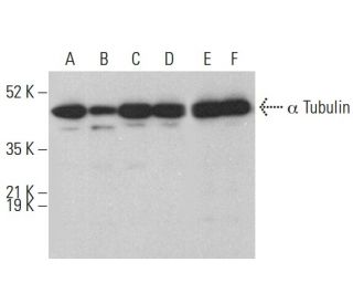 alpha Tubulin Antibody (B-5-1-2) - Western Blotting - Image 375360 