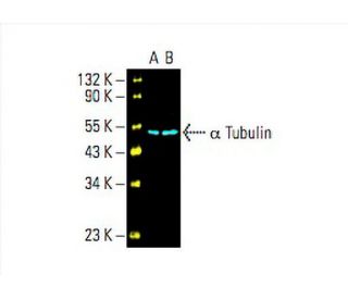 alpha Tubulin Antibody (B-7) - Western Blotting - Image 394253 