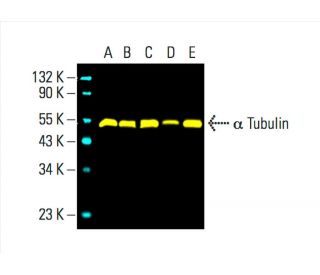 alpha Tubulin Antibody (DM1A) - Western Blotting - Image 392264 