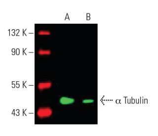 alpha Tubulin Antibody (TU-02) - Western Blotting - Image 396257 