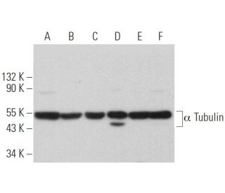 alpha Tubulin Antibody (YL1/2) - Western Blotting - Image 372996 